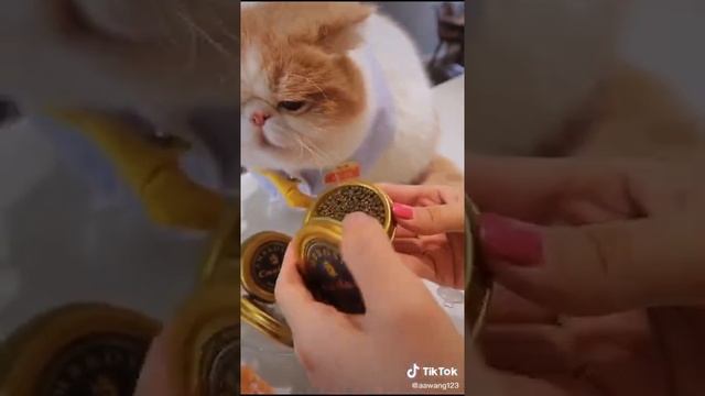 Самая дорогая икра для котика🐱