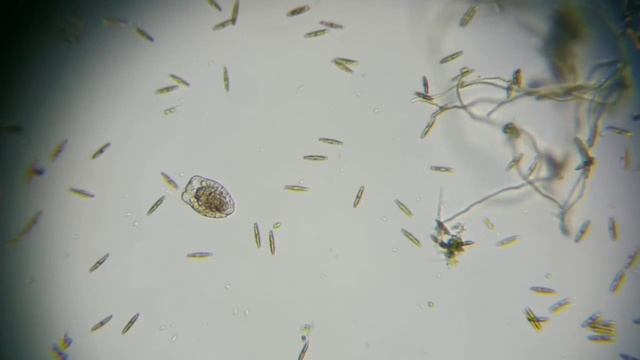 Document 5309761497021295815