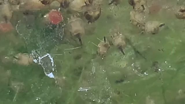 Apple Snail Eggs Hatched, Taking Care of Babies Part 2 смотреть онлайн