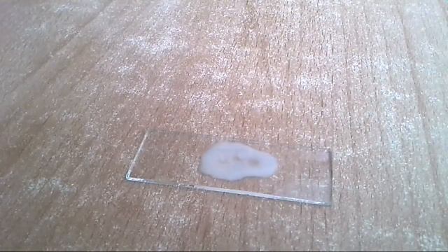 Заготовка для омлета под  микроскопом