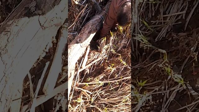 Как поймать щуку руками смотреть онлайн