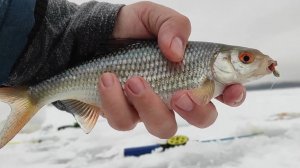 Ловля плотвы зимой. Зимняя рыбалка 2024-2025. Зимняя рыбалка на мормышку.