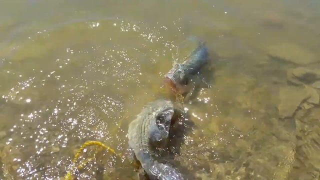Lake Fishing 2015 Vol.1 смотреть онлайн