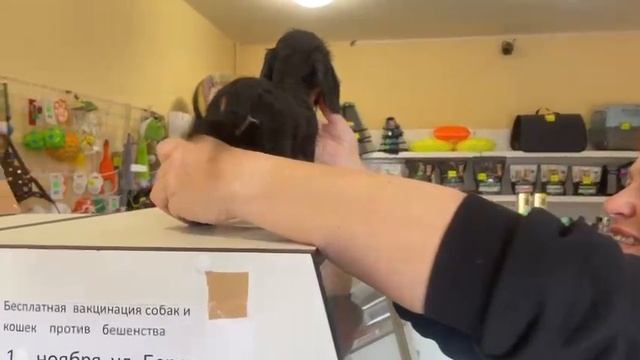 Гифт такса кроличья жесткошерстная.
От пары чемпионов