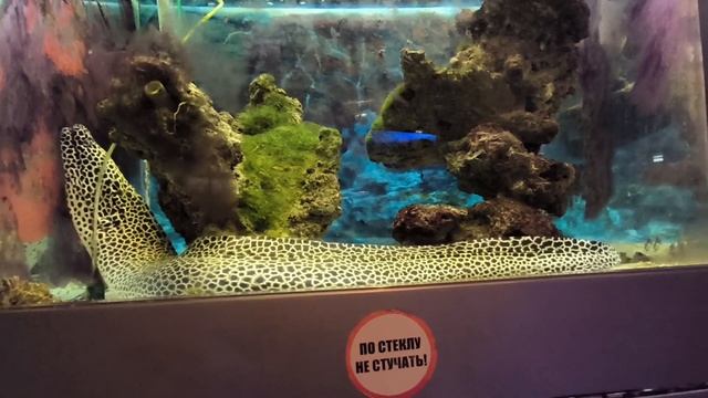 очень красивая рыбка) смотреть онлайн