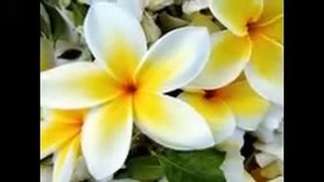 Цветочное время годА смотреть онлайн
