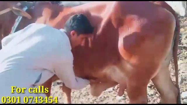 Super cow for sale in pakistan 15 litr milk смотреть онлайн