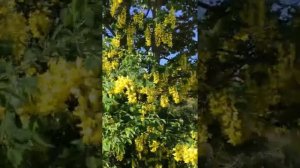 Лабурнум альпийский, бобовник, золотой дождь от онкотравника - целителя Глейх Владимира Андреевича