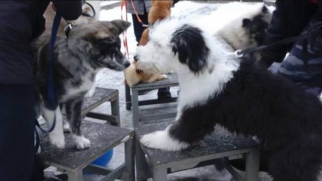 Догтренинг 488. Урок по дрессировке 'недрессируемых' собак