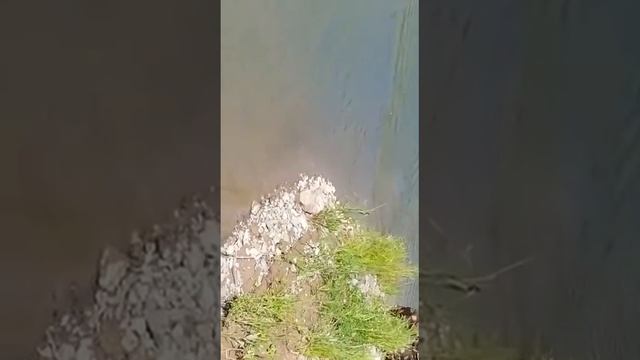 Ловля крупной щуки в Сибири! смотреть онлайн