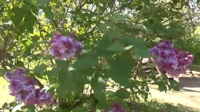 Сад бузків. Ботанічний сад імені Гришка. Травень 2017.