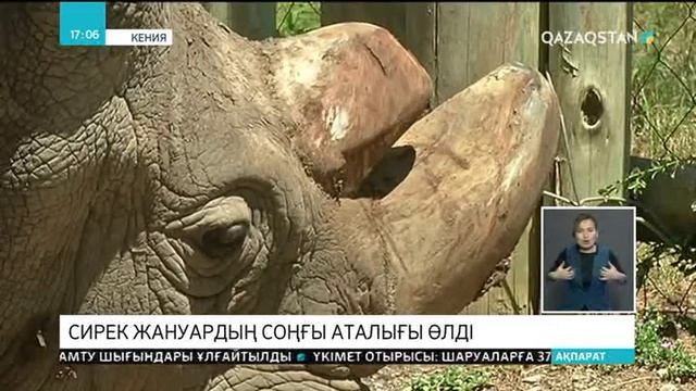 Кенияда сирек жануардың соңғы аталығы өлді смотреть онлайн