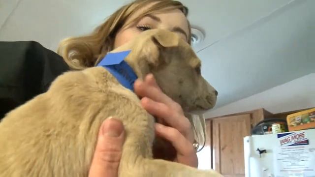 Puppies recover from being thrown out car window смотреть онлайн