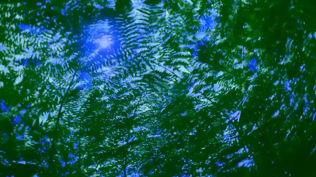 Bugs In The Basement - Spinning Trees смотреть онлайн