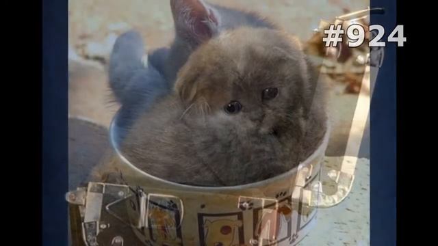 #924. Ржачные приколы с котами