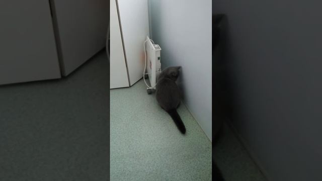 Кот ловит мух смотреть онлайн