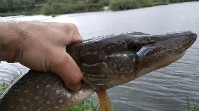 Судак и щука на дешевый воблер. смотреть онлайн