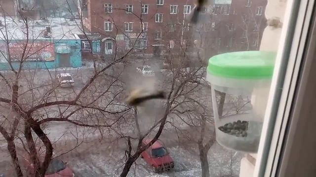 Простая кормушка для синичек. смотреть онлайн