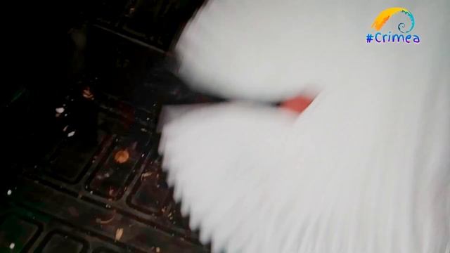 Замена салонного фильтра на DUSTER смотреть онлайн