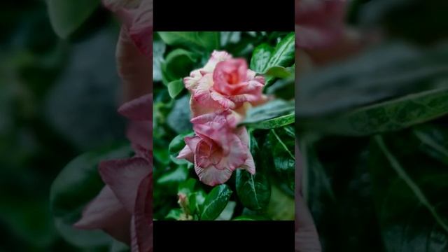 Адениумы на стеллаже, октябрь 2024 #еленагридина #flowers #maths  #математика