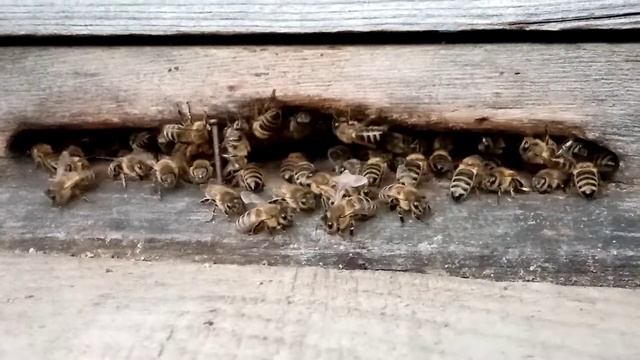 Пчёлы перед дождём смотреть онлайн