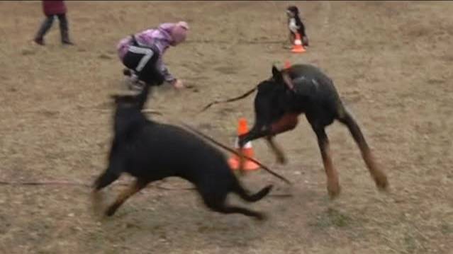 Догтренинг 466. ТОП-5 ошибок недели.