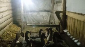 зимнее содержание гусей, подготовил гнезда