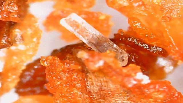 Ngeriiiiii Zoom BON CABE LV 10 Dengan Mikroskop 1600 X