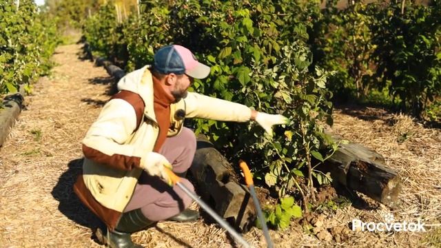 МАЛИНЫ БУДЕТ ОЧЕНЬ МНОГО, если обрезать ее так осенью! Всё об уходе за малиной осенью смотреть онлайн