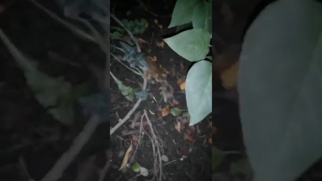 Польская жаба