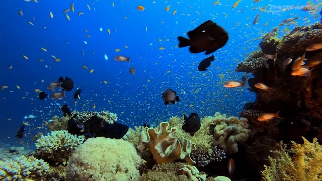 4K Aquarium: Unterwasserwelt mit Fischen, Korallenriffen & Unterwassergeräuschen смотреть онлайн