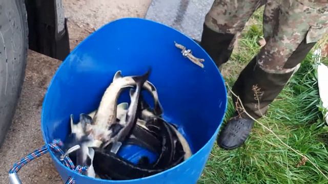 Разгрузка осетра в садок... смотреть онлайн