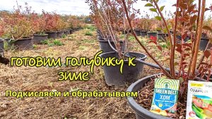 Готовим голубику к зиме 15-10-2024