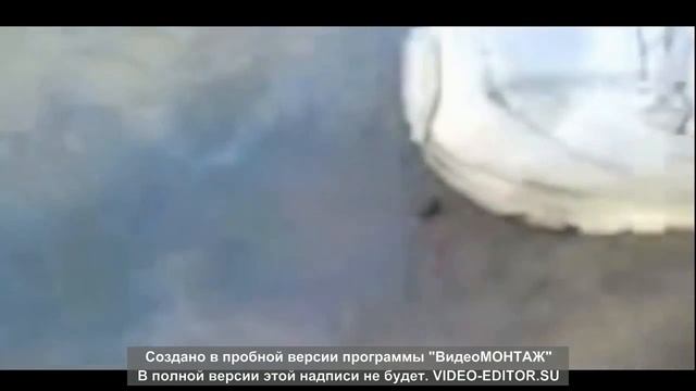 5 животных с Супер способностями смотреть онлайн