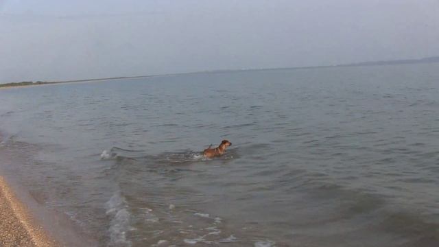 Рой на море. 26 июня 2016 г. смотреть онлайн