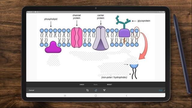 How to import and edit images on Noteshelf Android смотреть онлайн