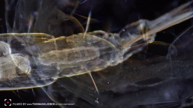 Chironomus Plumosus - Zuckmückenlarve Unter Dem Mikroskop.