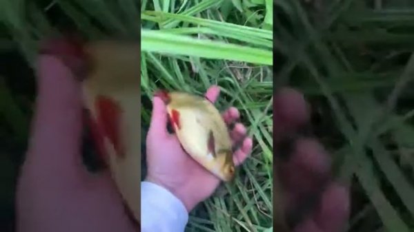 Ловля хищника на Борода Бейтс