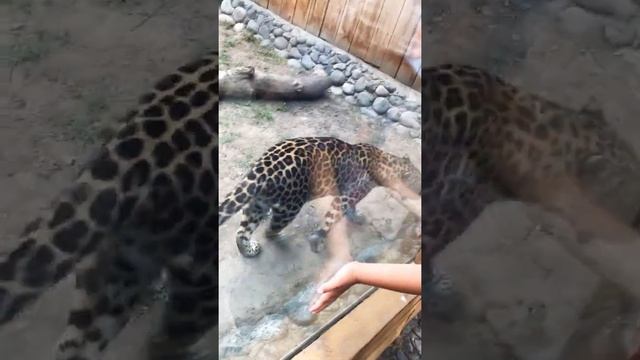Леопард 🐆 Зоопарк Алматы😊Пробное видео,хотите полное видео? смотреть онлайн