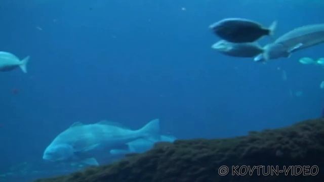 © Большие рыбки... Идем на рыбалку! // Big fish ... go fishing! смотреть онлайн