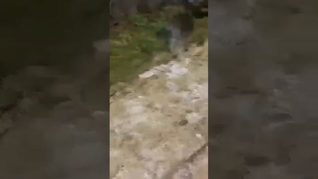 оооо бобер курва В Ивановской области бобер напал на человека. #новости #funny смотреть онлайн