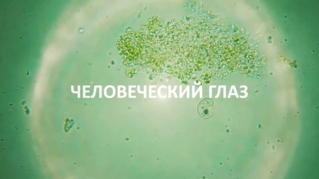 11 Чудовищ, Которых Без Микроскопа Не Разглядеть смотреть онлайн