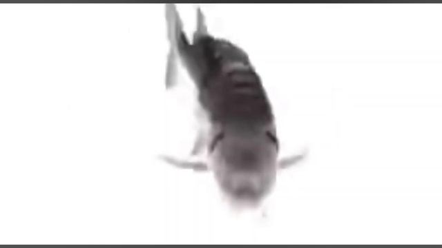 fish #song #fortnite #fish #meme #fyp #hewilleatyourfinger #spin #spinning #funny #trending смотреть онлайн