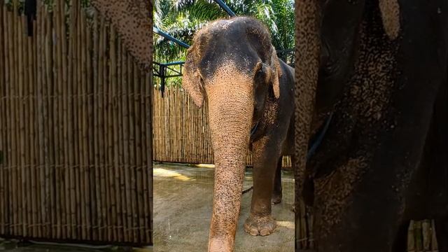 Оля привет. Здороваюсь со слонихой. #shorts #таиланд #путешествие #слон #прикол