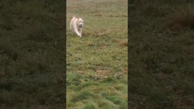 Owczarek Srodkowo Azjatycki Kora