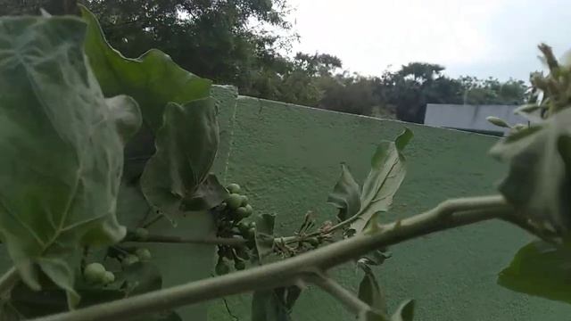 Devils Fig ,turkey berry, சுண்டைக்காய் смотреть онлайн
