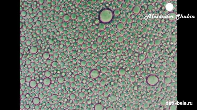 Молоко из бочки под микроскопом - Milk under microscope смотреть онлайн