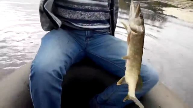 Огромная щука на кружки :))))) смотреть онлайн