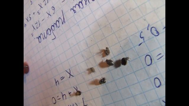 КЛОПы из гербария для освежения памяти с целью не перепутать с тараканами