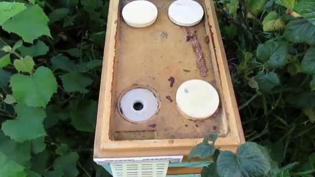 пчеловодство на ячейке 4,9 мм - часть 17, матка из свищевого маточника на соте 4,9 мм 5.09.2023 смотреть онлайн